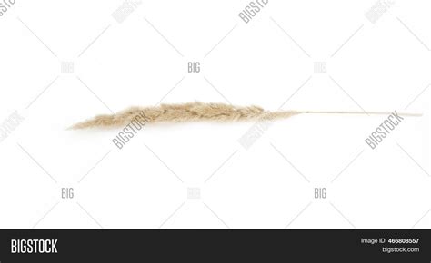 Pampas Grass On White Image And Photo Free Trial Bigstock