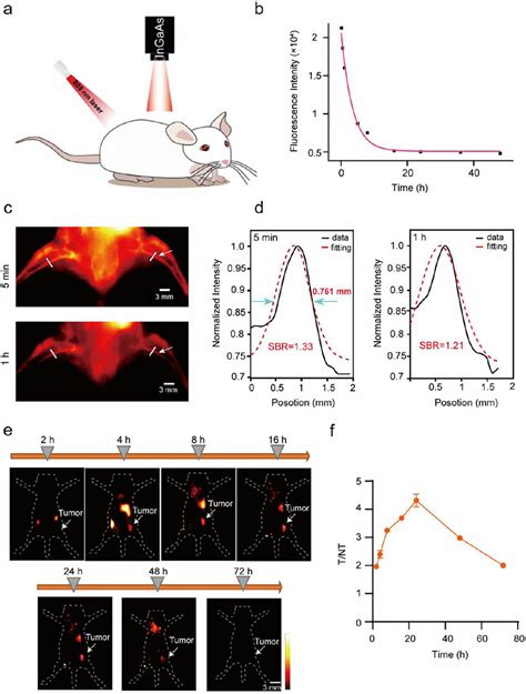 Nir Ii Fluorescence Imaging In Vivo A Schematic Diagram Of Nir Ii