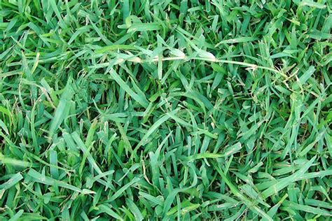 Centipede Vs St Augustine Grass Choosing The Right Grass Variety For