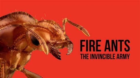 Fire Ants The Invincible Army Apple Tv