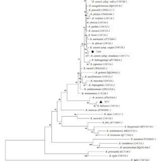 Phylogenetic Analysis Based On Rickettsia OmpA Gene Sequencing And