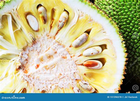 Detail Of Fresh Jackfruit Stock Photo Image Of Large 151396578