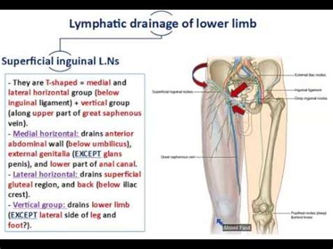 Veins And Lymphatics Of The Lower Limb Dr Ahmed Farid Youtube