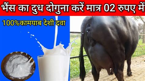 गाय भैंस की दुध दोगुना करने का देशी दवा भैंस की दुध कैसे बढ़ाये How To Increase Cow 🐃 Milk