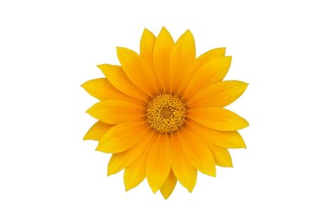 Premium Photo Big Yellow Flower Isolated On White Background