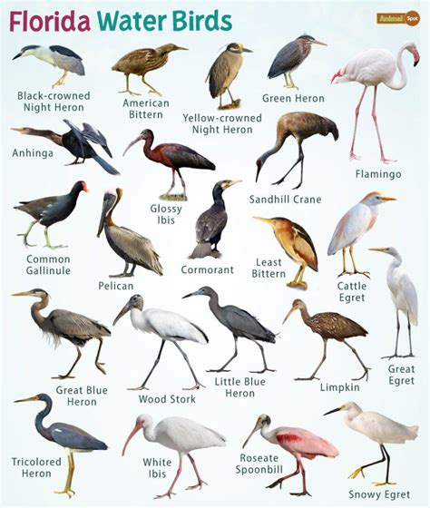 Florida Water Birds Facts List Pictures