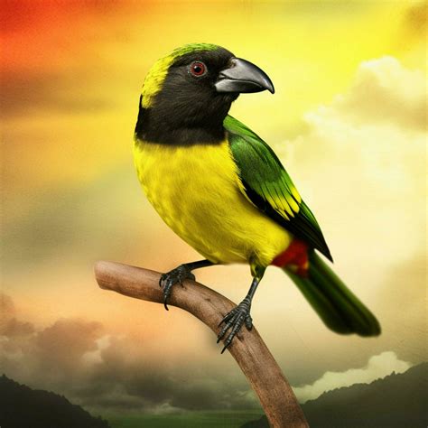 national bird of Jamaica high quality 4k ultra h 30670775 Stock Photo ...