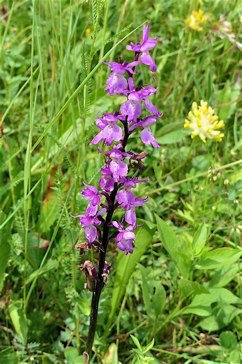 Orchis Mascula L Erbario Di Raffaele