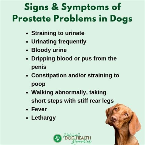 Is Prostate Cancer In Dogs Treatable