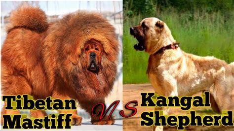 Tibetan Mastiff Kangal: Key Differences Explained A-Z, 48% OFF