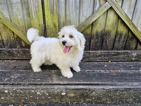 Maltese Puppies for Sale - Tender Loving Puppies