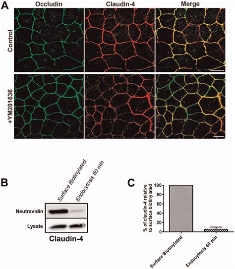 Figure From The Pikfyve Inhibitor Ym Blocks The Continuous