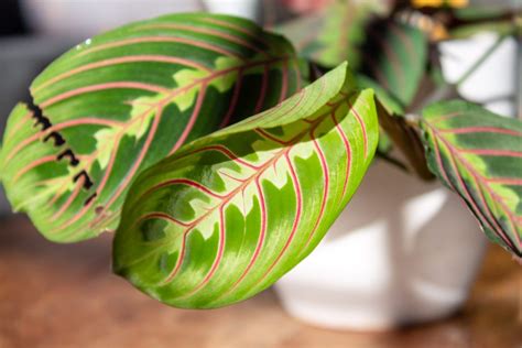 Verzorging Van De Calathea Dramaqueen Onder De Kamerplanten Plantleven