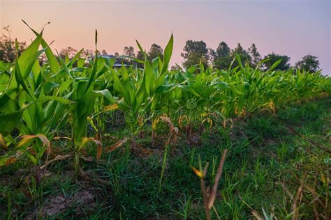 Corn Field Scenery In The Light Of The Morning Sun Stock Photo Image