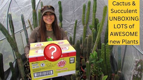 Cactus And Succulent Plants Unboxing Lots Of Awesome New Plants Cactus Cacti Youtube