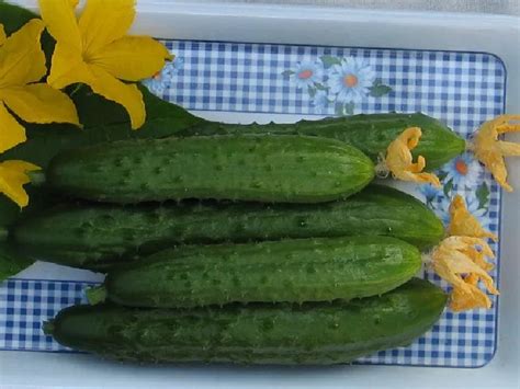 Самоопыляемые сорта семян огурцов для теплиц и открытого грунта