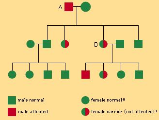 Hemophilia Pathology Britannica