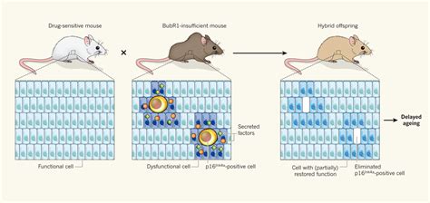 Delaying Aging Science 20