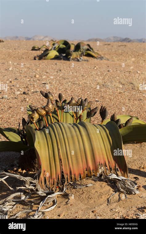 Welwitschia Welwitschia Mirabilis Plants Namib Desert Namibia Stock