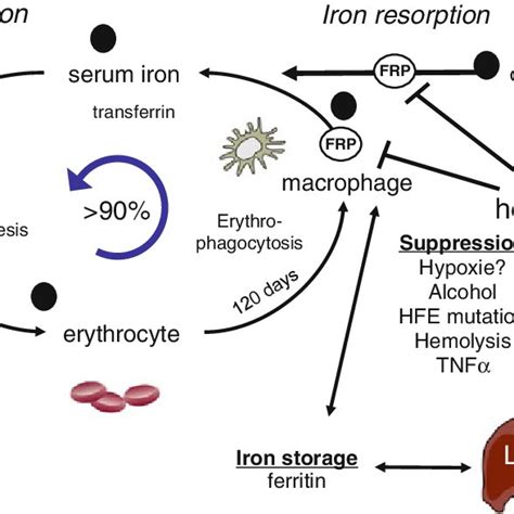 4 Systemic Iron Homeostasis And Utilization In The Body Black Circles Download Scientific