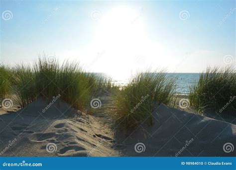 Sand Dunes With Beach Grass At The North Sea With Sun In The Evening