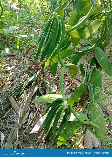 vanilla fruit stock photo image  harvest ready vanilla