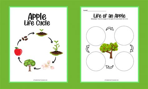 Apple Life Cycle Activities Little Bins For Little Hands