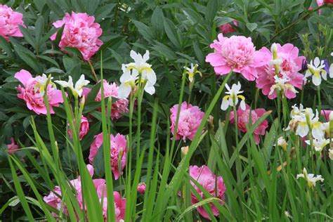 Peony Companion Plants What To Plant With Peonies Peony S Envy