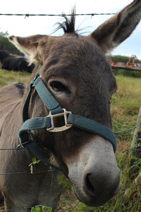Donkey Jackass Free Stock Photo Public Domain Pictures