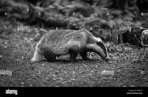 Badger Cub In Black And White Scientific Name Meles Meles In Natural