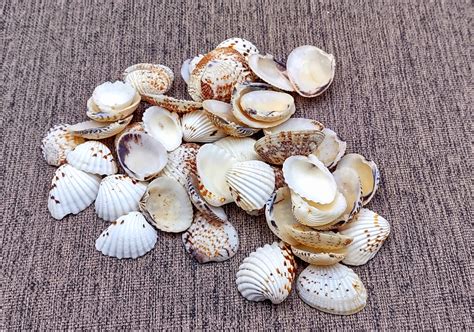 Spotted Clam Seashells Clycymeris Pectunculus Approx 1 Cup 35 Shells