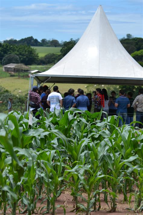 Dia De Campo Portal Embrapa