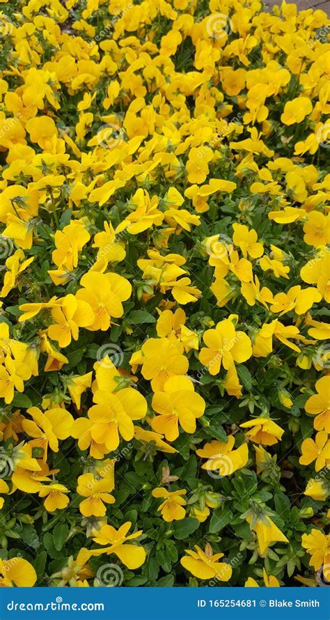 Scenery of Yellow Flowers stock image. Image of plants - 165254681