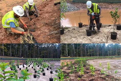 Aquatic Plants Maximize Stormwater Compliance And Pond Aesthetics In Montgomery County — Dragonfly