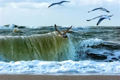 Beate Zoellner M Wen Fliegen Ber Nordsee Sylt Kunstdruck Leinwandbild