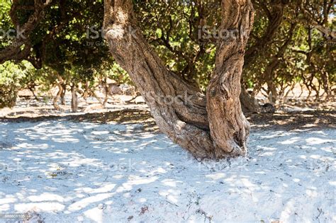 Mastic Tree Closeup In Chios Island Greece Stock Photo Download Image