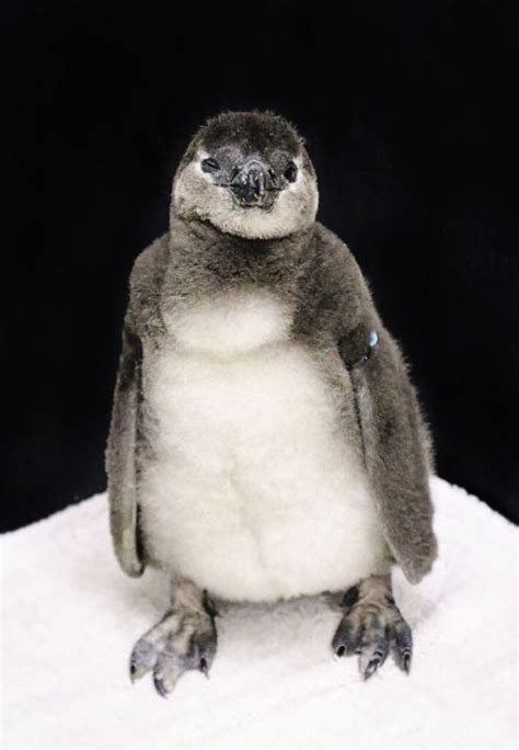 Three Adorable African Penguins Born At The Memphis Zoo