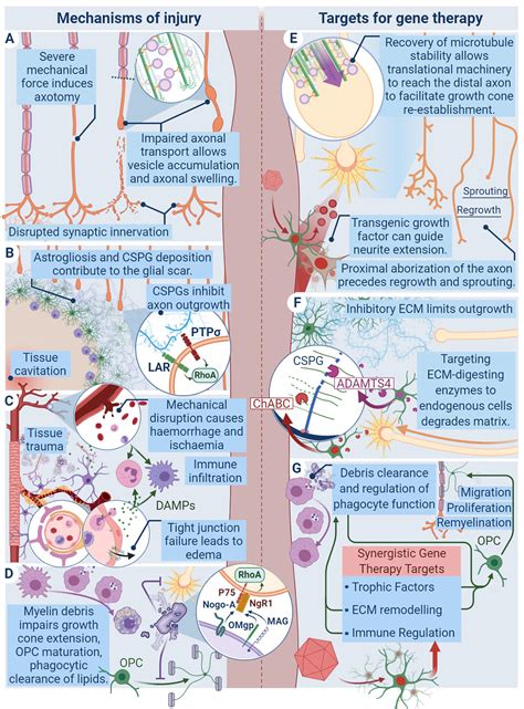 Viral Vector Gene Therapy Approaches For Regeneration And Repair In