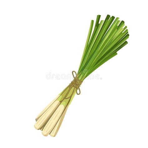 Lemongrass Isolated Stock Illustrations 587 Lemongrass Isolated Stock