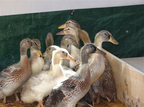 NOMADIC CHEF: Raising Welsh Harlequin Ducklings - Week Four