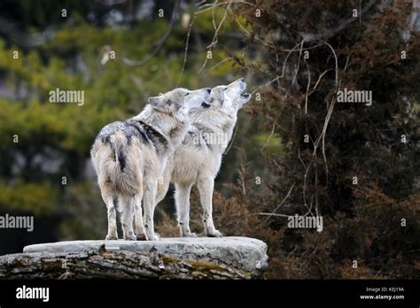 Howling Mexican Gray Wolves Canis Lupus Stock Photo Alamy