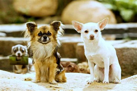 Chihuahua - Dog Breed Standards