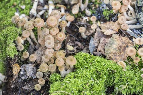 Honey Mushrooms Stock Image Image Of Harvesting Objects 77284261