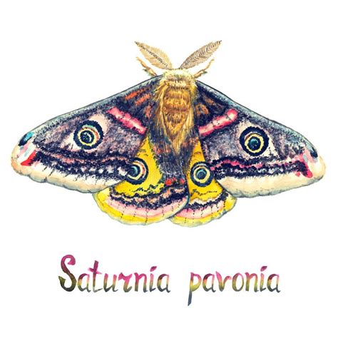 Saturnia Pavonia The Small Emperor Moth Hand Painted Watercolor