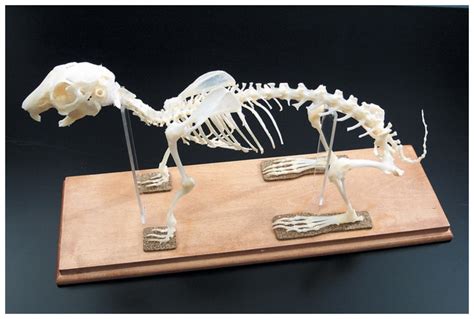 Animal Skeletons Cat skeleton:Education Supplies | Fisher Scientific