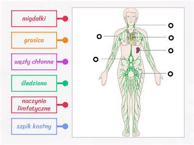 Biologia Klasa Uk Ad Limfatyczny Materia Y Dydaktyczne