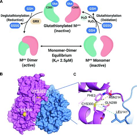 Model For The Regulation Of Dimerization And Activity Through