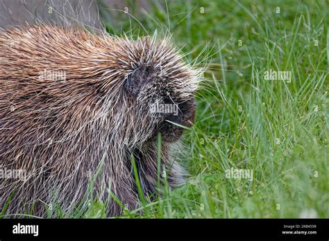 Second Largest Rodent Hi Res Stock Photography And Images Alamy