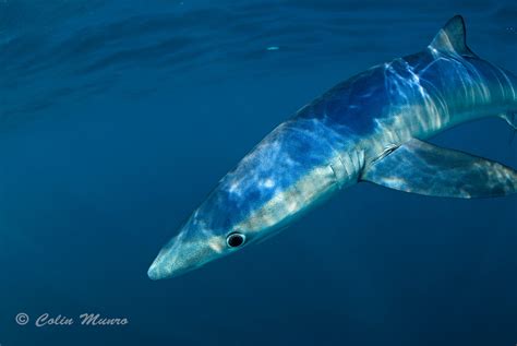 Cornwalls Blue Sharks Marine Bio Images Blog