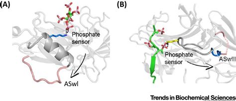 Structural Basis Of Arrestin Dependent Signal Transduction Trends In